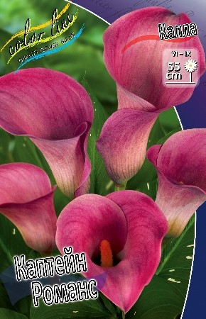 Калла Капитан Романс (1уп/2шт)