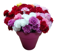 Гвоздика одиночная 68 см Арт22H4