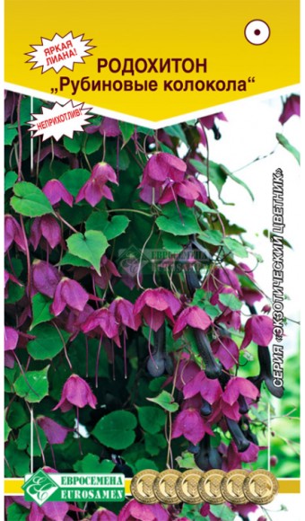 Цветы Родохитон Рубиновые колокола ЦВ/П (ЕС) однолетник лиана до 3м