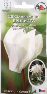 Цветы Цикламен Мини Бригитта ЦВ/П (СОТКА) 3шт комнатное