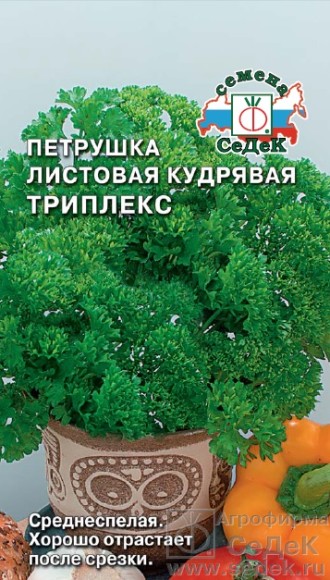 Петрушка кудрявая Триплекс ЦВ/П (СЕДЕК) среднеспелый