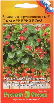 Земляника Саммер Бриз Роуз F1 ЦВ/П (РУССКИЙ ОГОРОД) 3шт ремонтантный