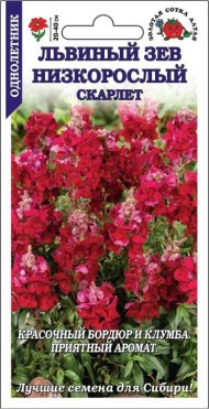 Цветы Львиный Зев Низкорослый Скарлет ЦВ/П (СОТКА) 0,1гр однолетник 20-40см