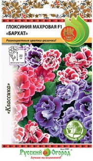 Цветы Глоксиния Бархат махровая ЦВ/П (НК) 5шт комнатное 20см