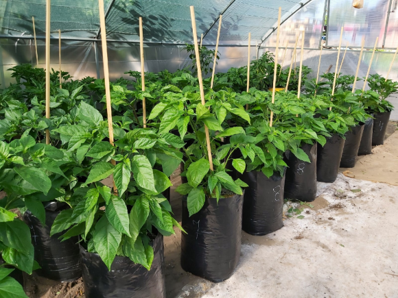 Набор горшков Рассадных П/Э 24,3лит 225*430мм (Набор 5шт) 100мкм