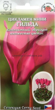 Цветы Цикламен Мини Гильда ЦВ/П (СОТКА) 3шт комнатное