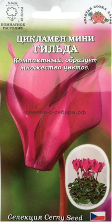 Цветы Цикламен Мини Гильда ЦВ/П (СОТКА) 3шт комнатное