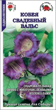 Цветы Кобея Свадебный Вальс Фиолетовая ЦВ/П (СОТКА) 0,3гр однолетник до 4м