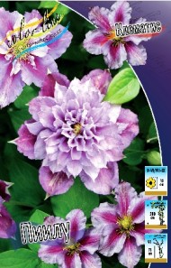 Клематис ПИИЛУ МАХРОВ (1уп/2шт) Клематис ПИИЛУ МАХРОВ (1уп/2шт)