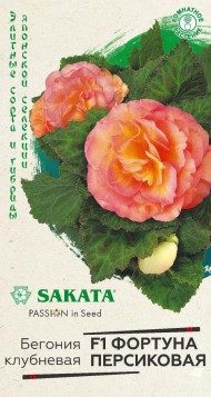 Цветы Бегония Фортуна Персиковая F1 ЦВ/П (ГАВРИШ) 4шт комнатное до 20см Цветы Бегония Фортуна Персиковая F1 ЦВ/П (ГАВРИШ) 4шт комнатное до 20см