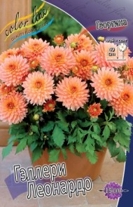 Георгины Геллери Леонардо (1уп/1шт)