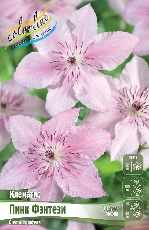 Клематис Пинк Фэнтези (1уп/2шт)