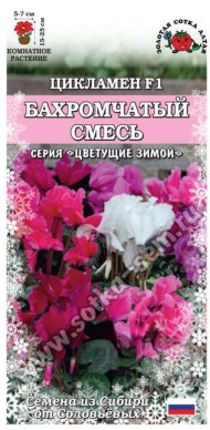 Цветы Цикламен Бахромчатый Смесь ЦВ/П (СОТКА) 3шт комнатное