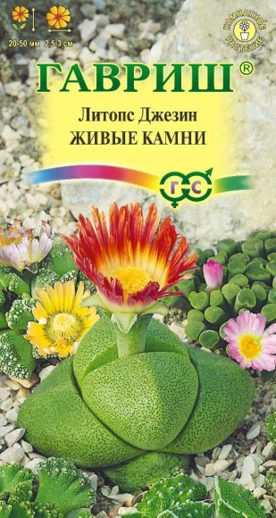 Цветы Литопс Живые Камни F1 ЦВ/П (ГАВРИШ) 5шт комнатное