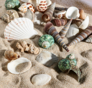 Набор Ракушек 100гр Арт-1002240