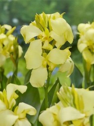 Канна Шайнинг Лемон (1уп/1шт)