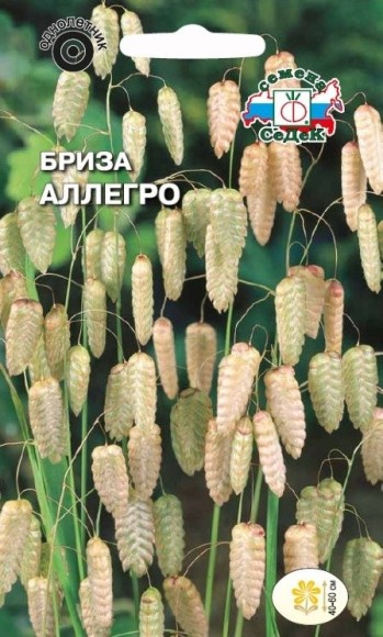Цветы Бриза Аллегро ЦВ/П (СЕДЕК) 0,5гр однолетник сухоцвет 40-60см Цветы Бриза Аллегро ЦВ/П (СЕДЕК) 0,5гр однолетник сухоцвет 40-60см