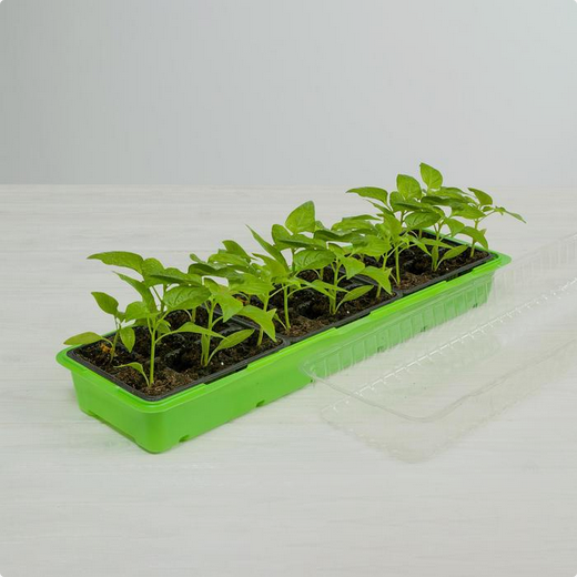 Набор МиниПарник Greengo 5шт Арт-1986209 с Крышкой 18ячеек 570*180*80мм