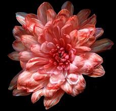 Краска для срезочных цветов 275мл Коралловый