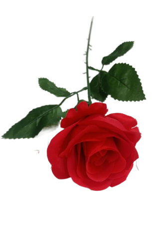 Роза одиночная Махровая