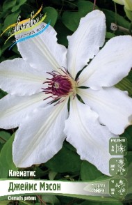 Клематис Джеймс Мэсон (1уп/2шт) Клематис Джеймс Мэсон (1уп/2шт)