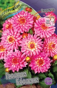Георгины Геллери Беллини (1уп/1шт)