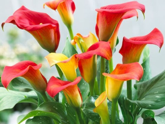 Калла Капитан Фуэго (1уп/2шт)