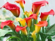 Калла Капитан Фуэго (1уп/2шт) Калла Капитан Фуэго (1уп/2шт)