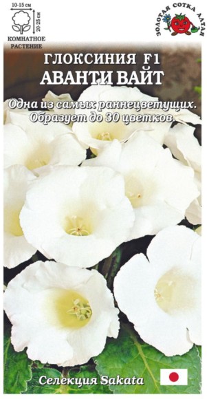 Цветы Глоксиния Аванти Вайт ЦВ/П (СОТКА) 5шт комнатное