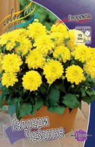 Георгины Геллери Чезанне (1уп/1шт)