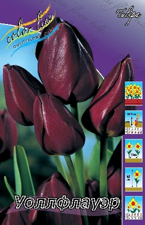 Тюльпан Уоллфлауэр 11/12 (1/7шт) Многоцвет