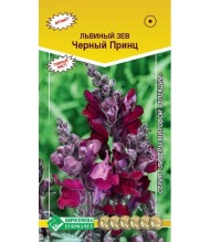 Цветы Львиный Зев Черный принц ЦВ/П (ЕС) 0,1гр однолетник 45см