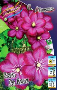 Клематис Виль Де Лион (1уп/2шт)