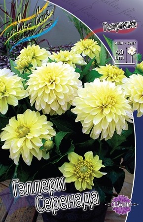 Георгины Геллери Серенада (1уп/1шт)