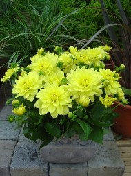 Георгины Геллери Пинто (1уп/1шт)