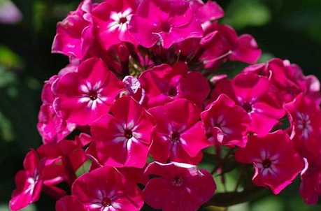 Флокс Александра (1уп/2шт) Флокс Александра (1уп/2шт)