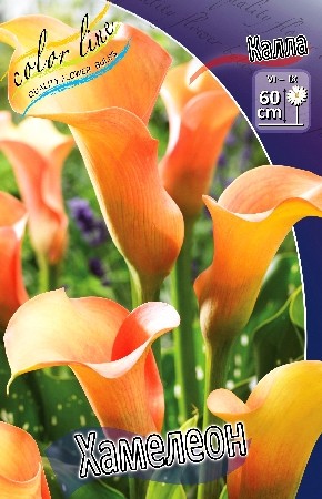 Калла Хамелеон (1уп/2шт)