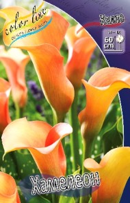 Калла Хамелеон (1уп/2шт) Калла Хамелеон (1уп/2шт)