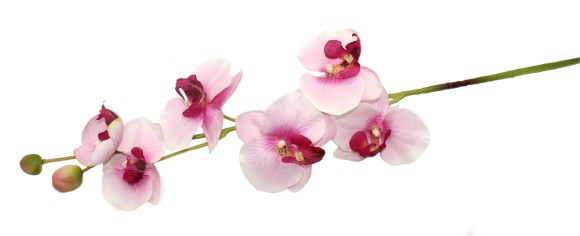 Орхидея одиночная 80см Фалинопсис Бело-Розовая DН-31839
