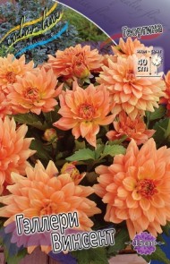 Георгины Геллери Винсент (1уп/1шт)