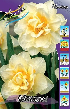 Нарциссы Мэнли 12/14 (1уп/5шт)