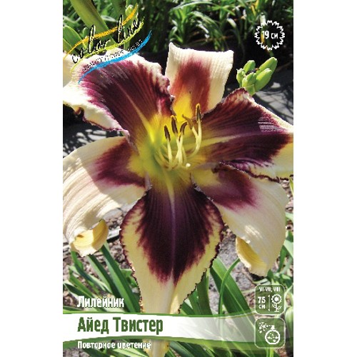 Лилейник Айед Твистер (1уп/1шт)