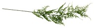 Ветка Аспарагуса одиночная 75 см Ветка Аспарагуса одиночная 75 см