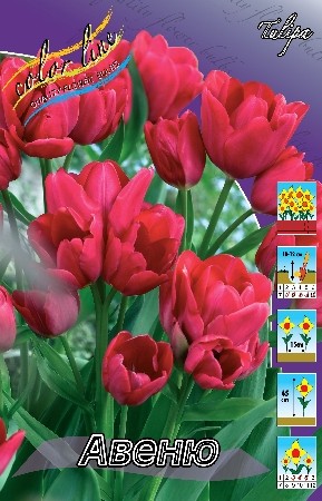 Тюльпан Авеню (1уп/7шт) триумф 40-45см