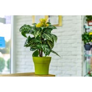 Горшок Тоскана 3,1лит D-19см Лайм с поддоном