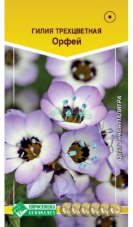 Цветы Гилия Орфей трехцветная ЦВ/П (ЕС) 0,2гр однолетник 40-50см