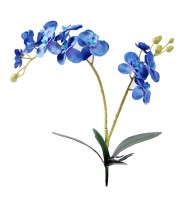 Орхидея Фалинопсис двойная с корнем голубая 87см Орхидея Фалинопсис двойная с корнем голубая 87см