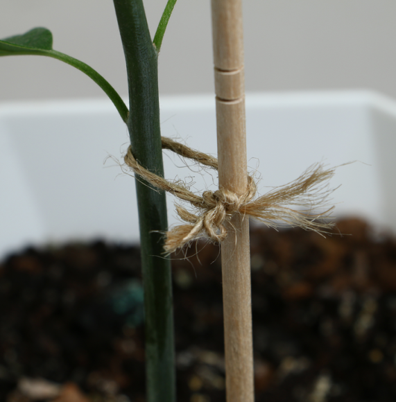 Шпагат джутовый 50мет Цилиндр 560текс (1уп/1шт)