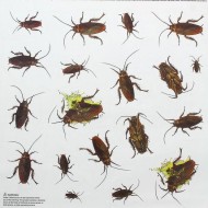Прикол Наклейка Тараканы Арт-1276667
