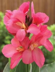 Канна Шайнинг Пинк (1уп/1шт)